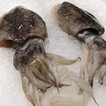 烧引 东海野生大目鱼 1-3只 约500g